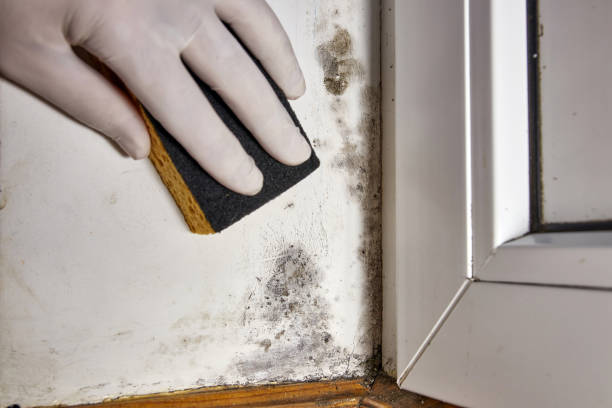 Best Mold Damage Restoration  in Van Meter, IA